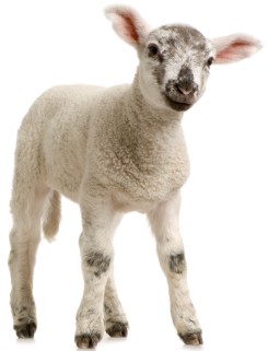 Lamb Lamb