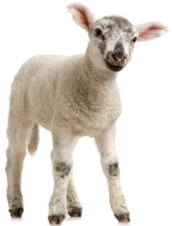 Lamb